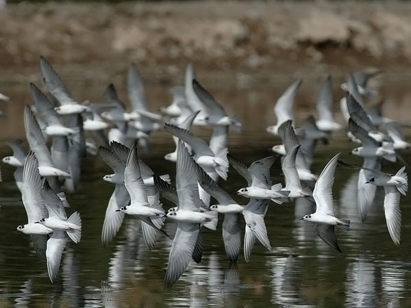 Valkosiipitiira, White-winged Tern, Chlidonias leucopterus